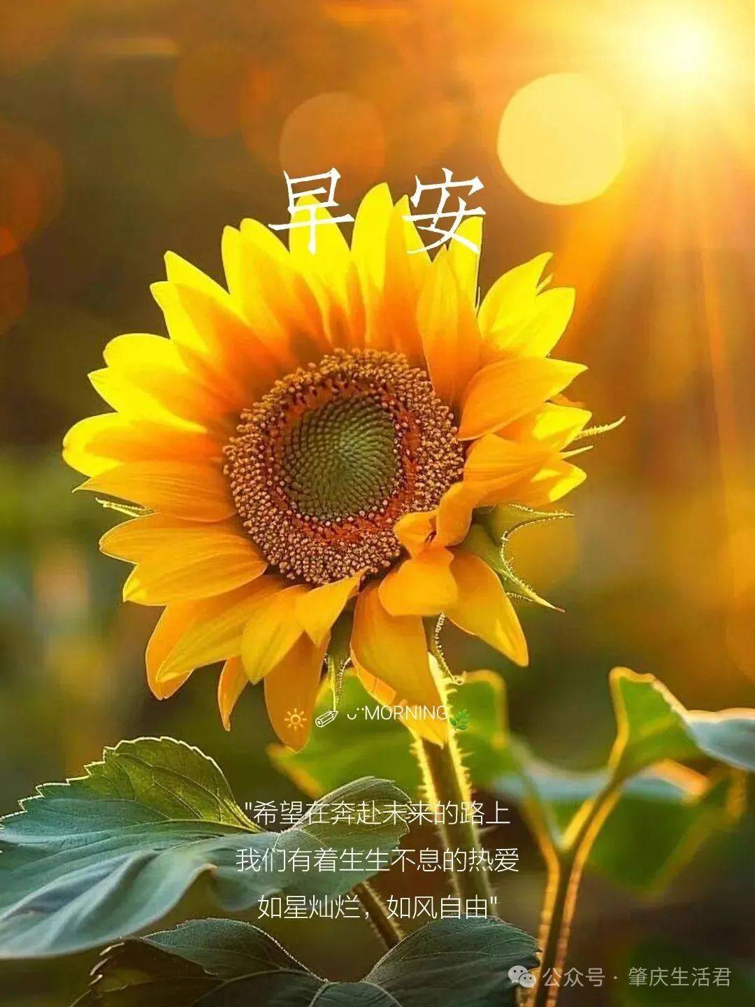 早上好句子适合发朋友圈