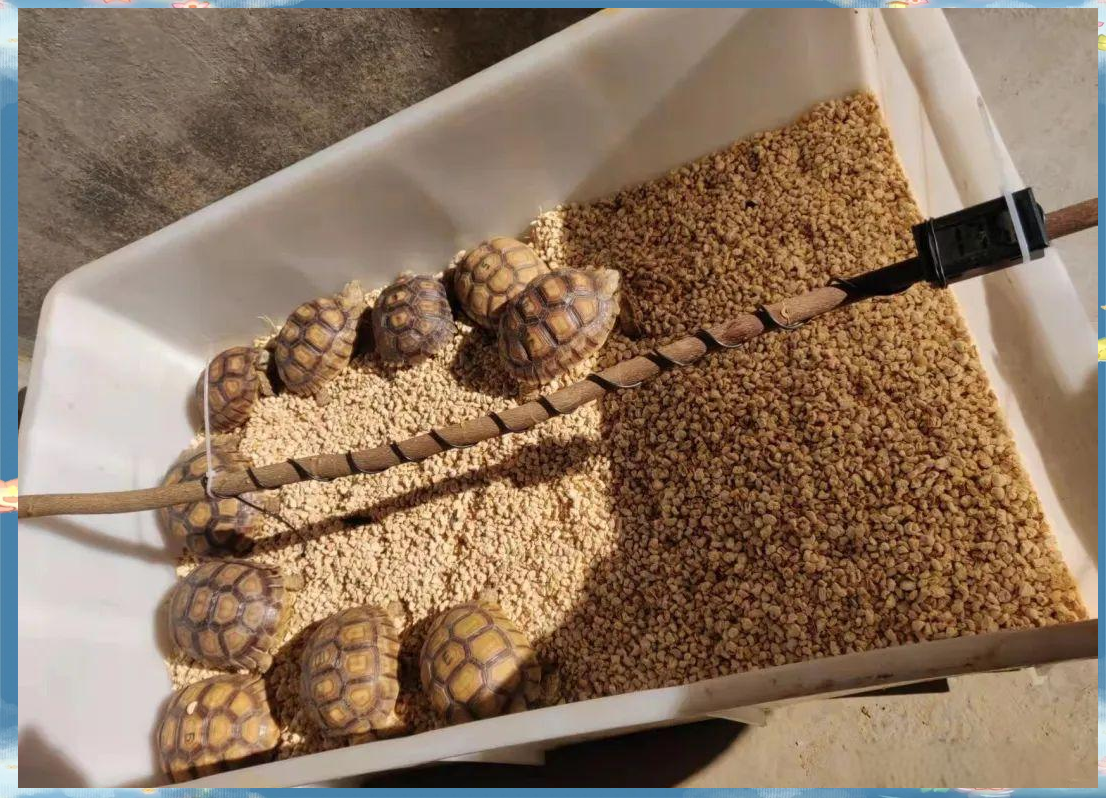 如何在国内买到苏卡达龟