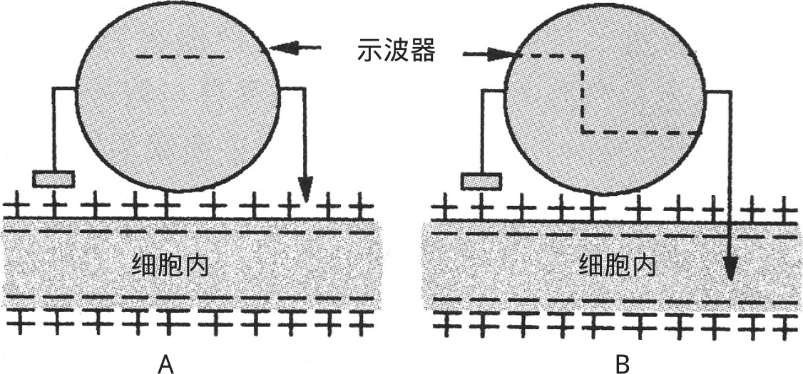 静息电位产生原因简单介绍