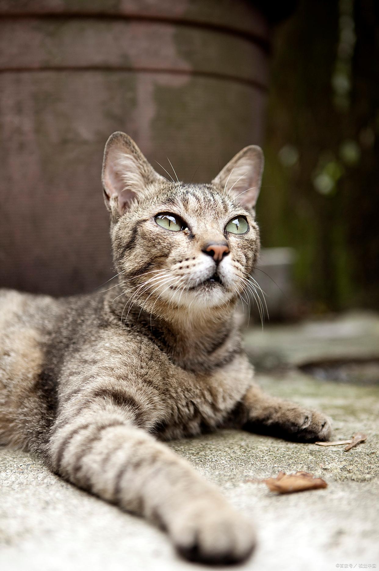 猫咪一年能生几窝小猫