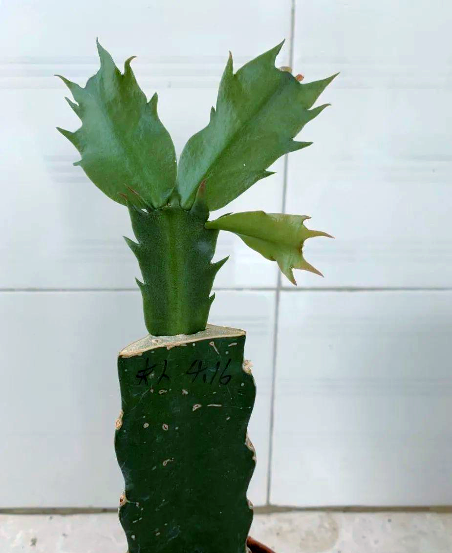 火龙果种子怎么种植盆栽