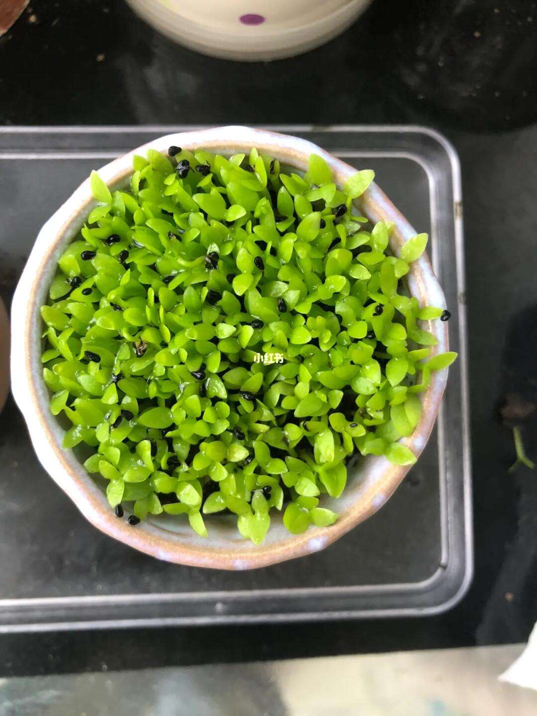 火龙果种子怎么种植盆栽