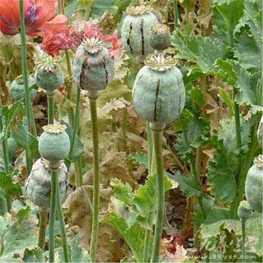 吃了罂粟火锅几天不睡觉