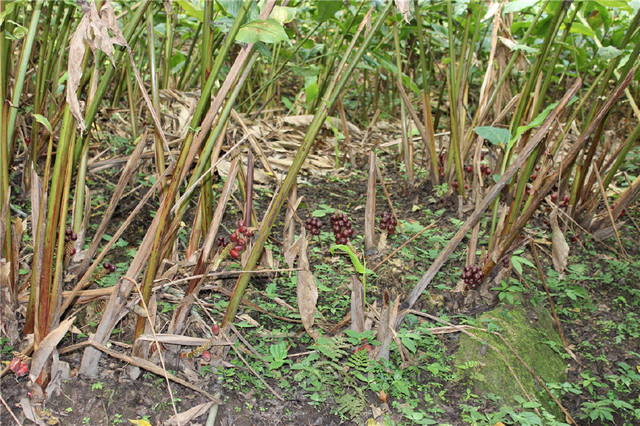 吃了罂粟火锅几天不睡觉