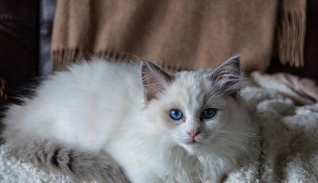 猫咪发情的表现有哪些？