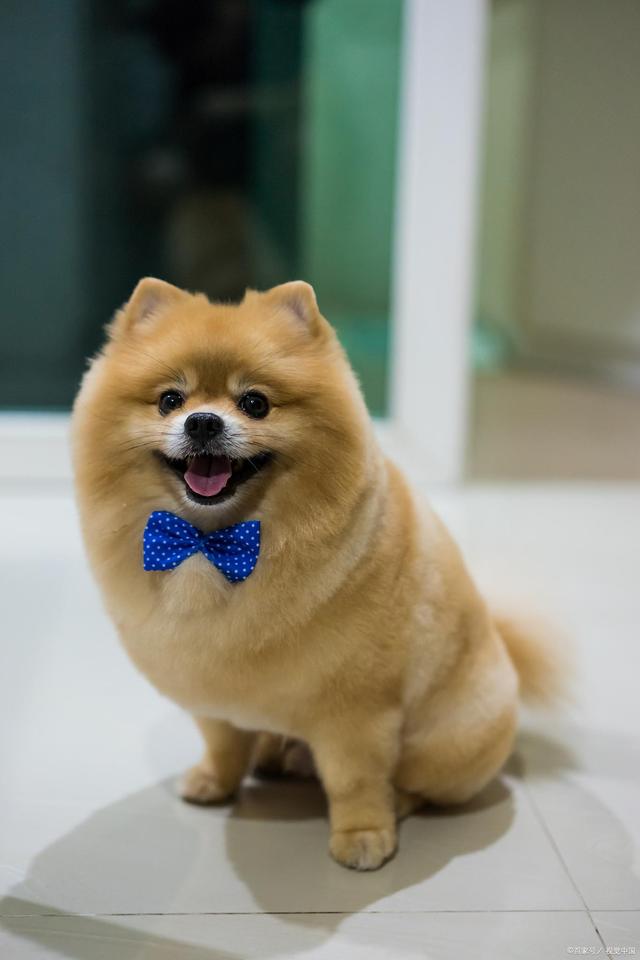 小俊介是什么狗狗品种?