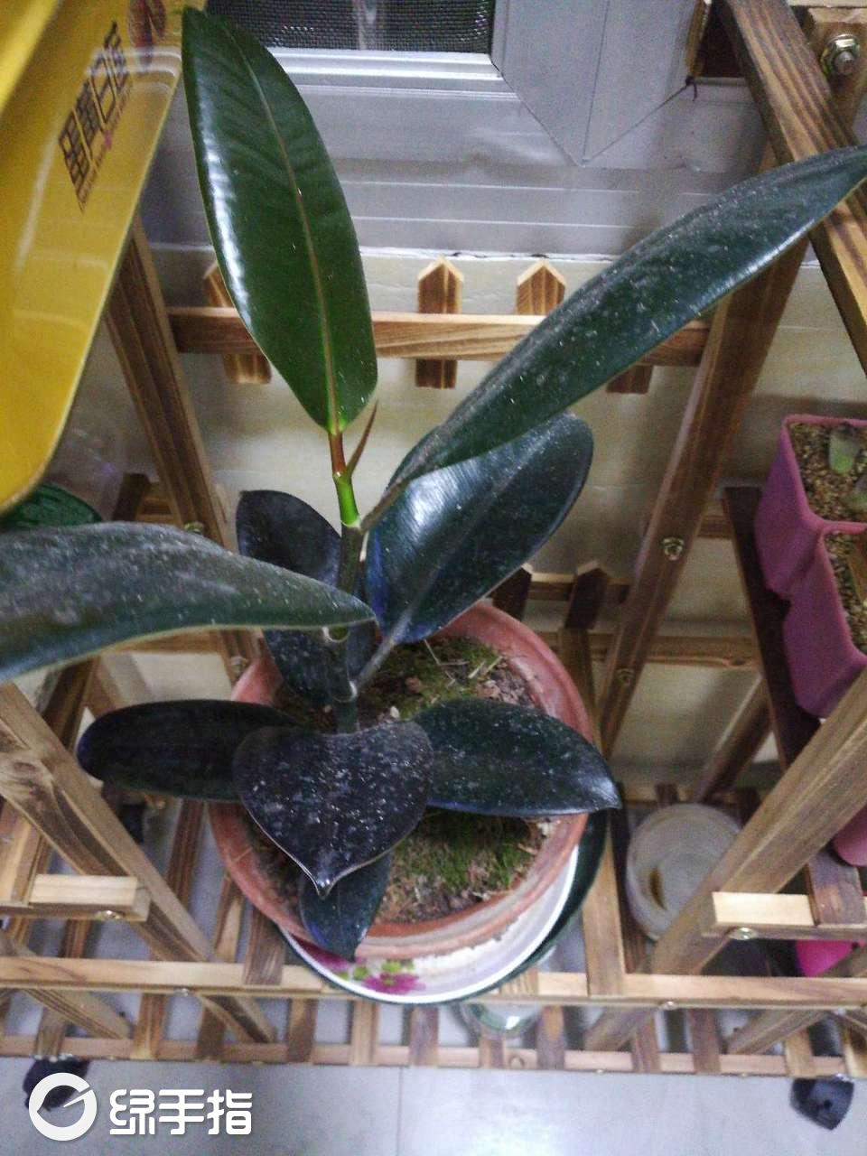 黑金刚的繁殖方法是什么