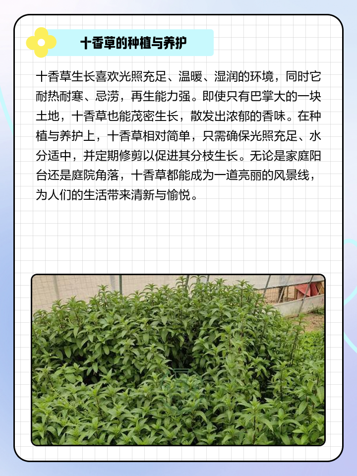 十步芳草词语解释是什么