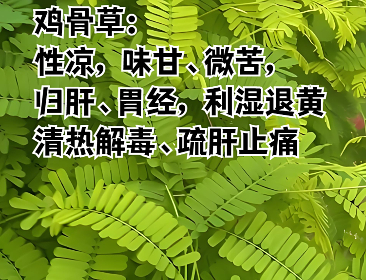 鸡骨草的功效与作用有哪些