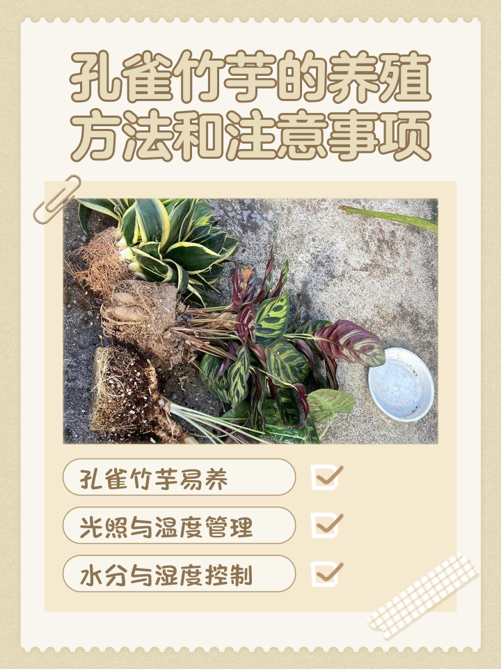 孔雀的养殖方法和注意事项是什么