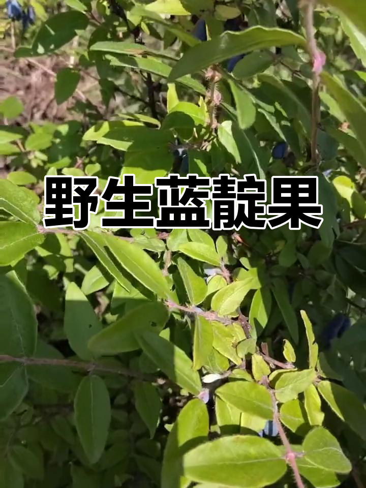 生吃蓝靛果的好处和坏处