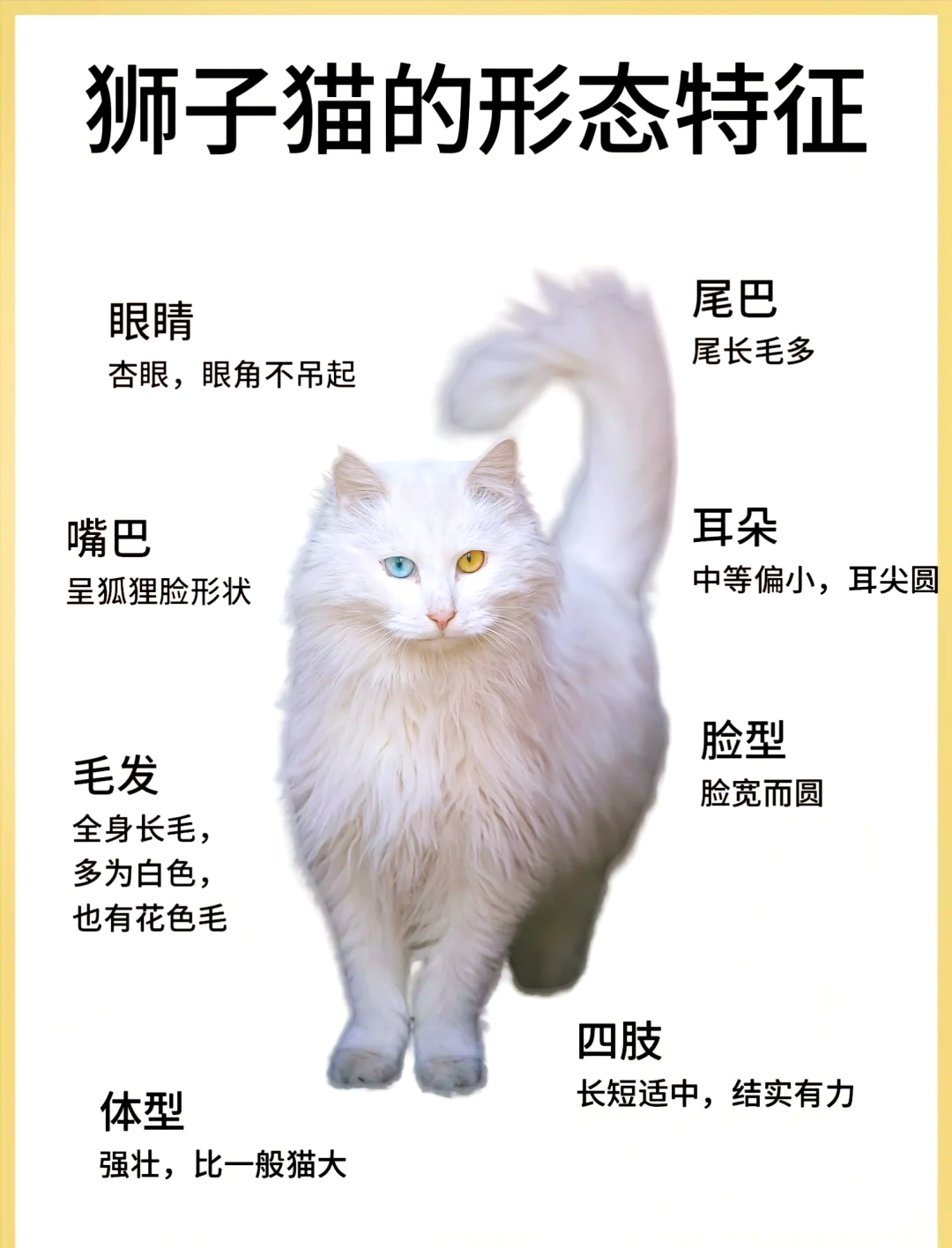 山东狮子猫的平均寿命是多少
