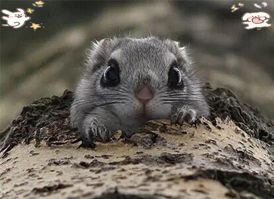 关于日本小鼯鼠的资料介绍