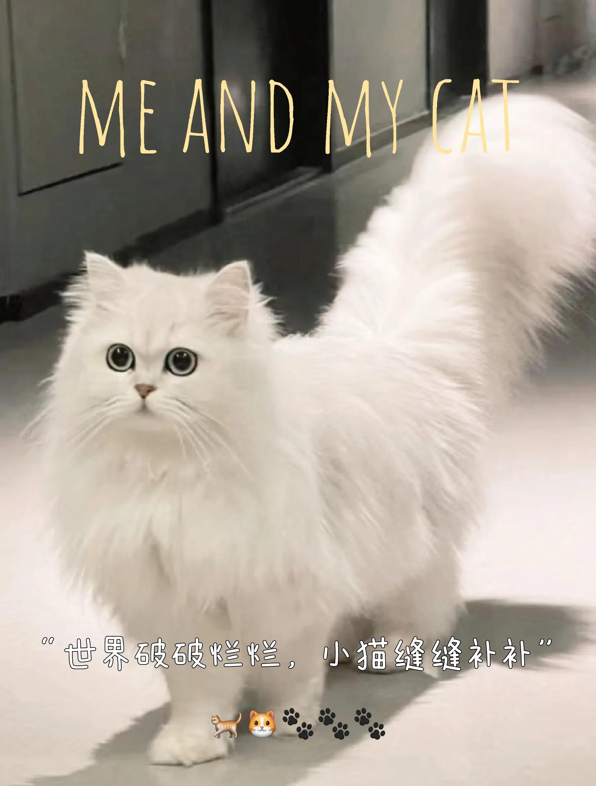 为什么金吉拉猫没人养