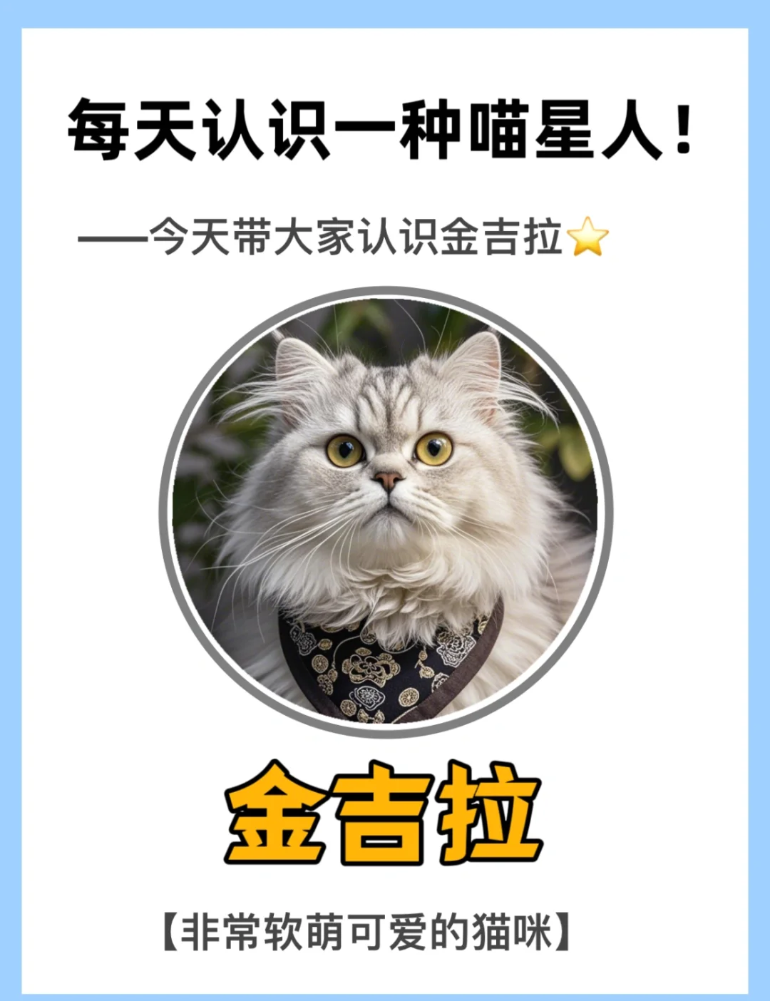 为什么金吉拉猫没人养