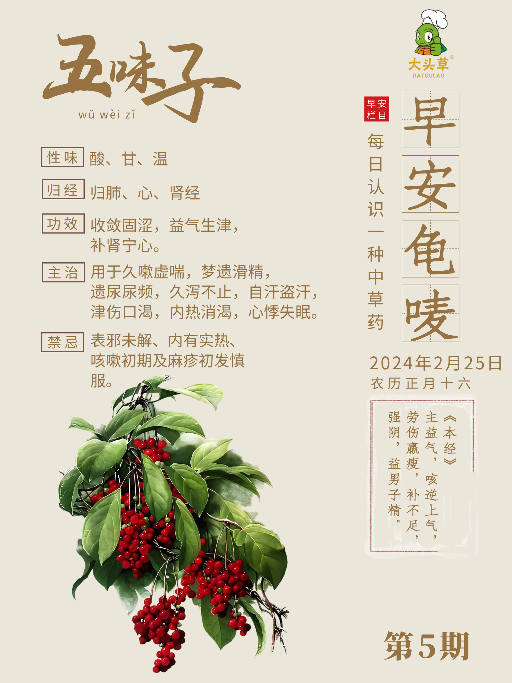 五味子茶的营养价值五味子茶的功效与作用
