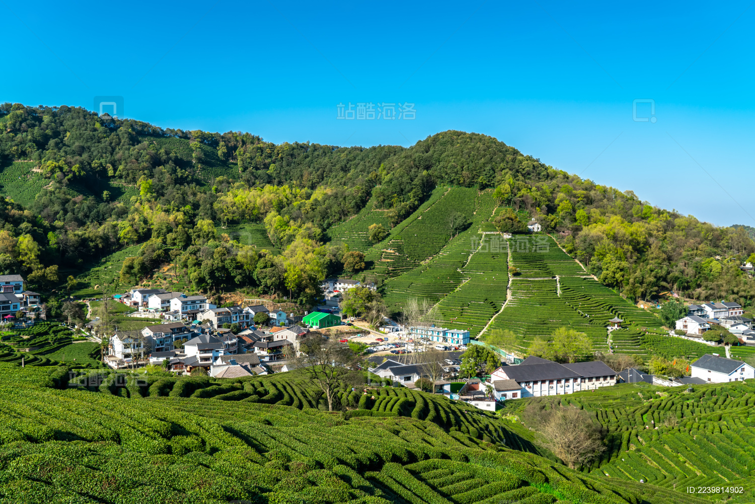 正宗龙井茶产地在哪里