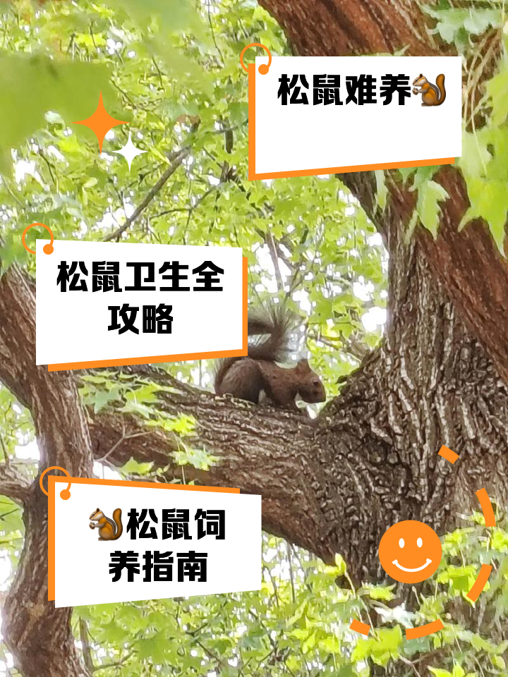 松鼠怎么养怎么养松鼠