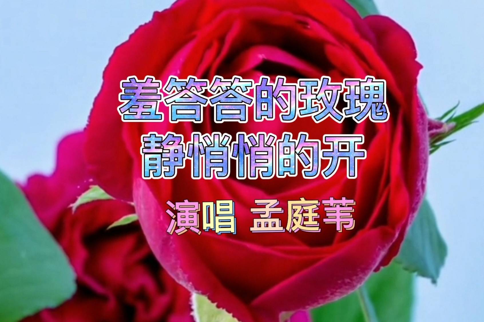 羞答答的玫瑰静悄悄地开歌简介