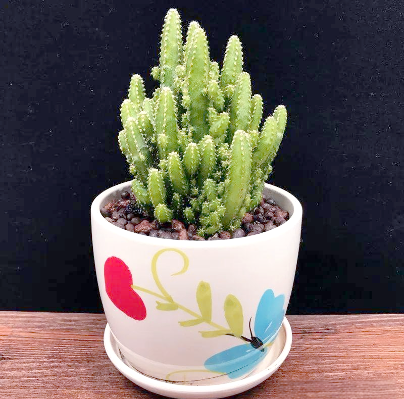 超耐阴植物的植物有哪些