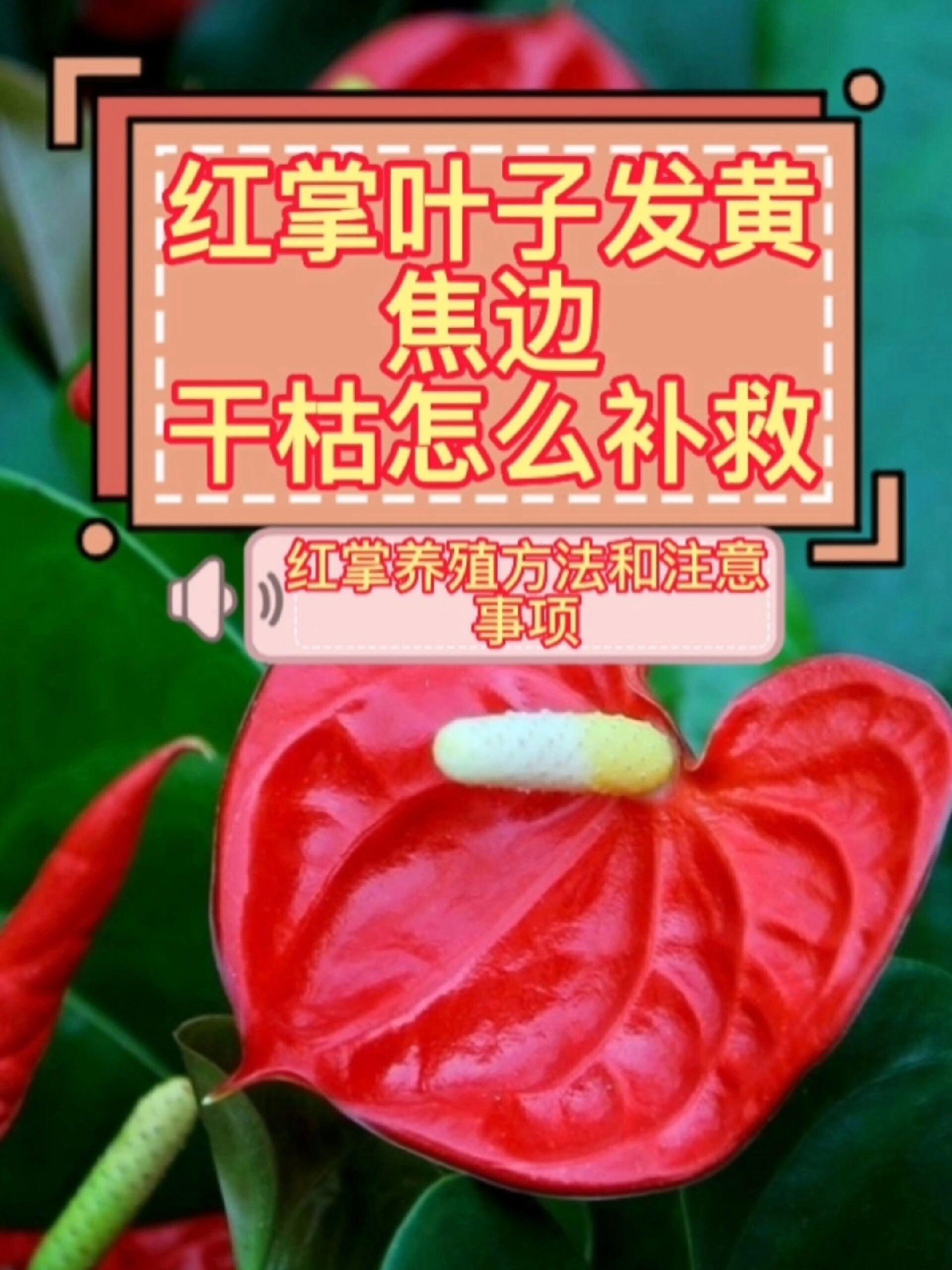 红掌叶子发黄焦边干枯是如何回事
