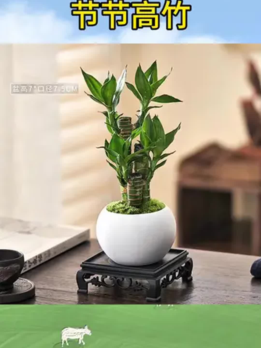 富贵竹放在家里那个位置招财