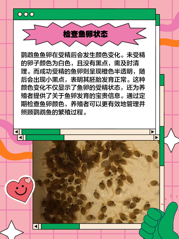 鱼卵孵化的注意事项须知