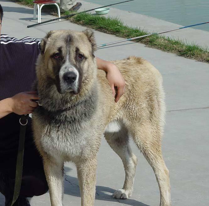 高加索犬幼崽一般价格