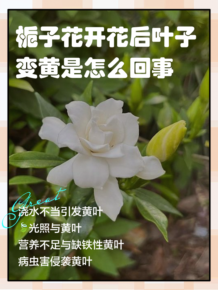 栀子花叶子发黄如何解决