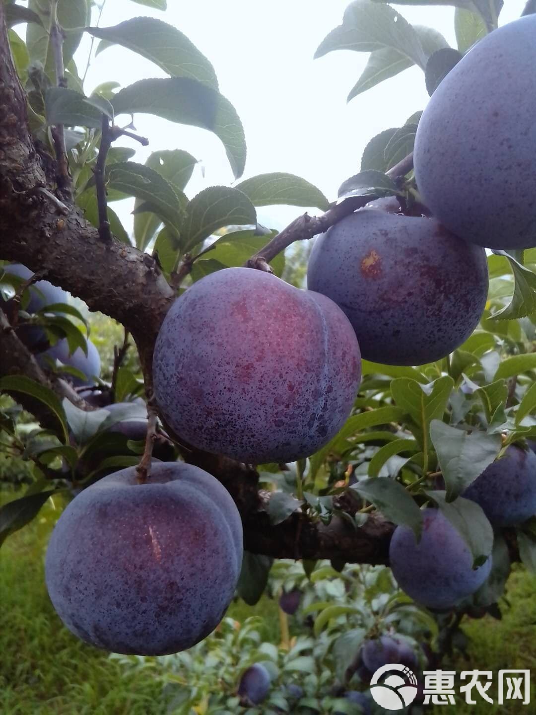 吃黑布林有什么禁忌黑布林孕妇能吃吗