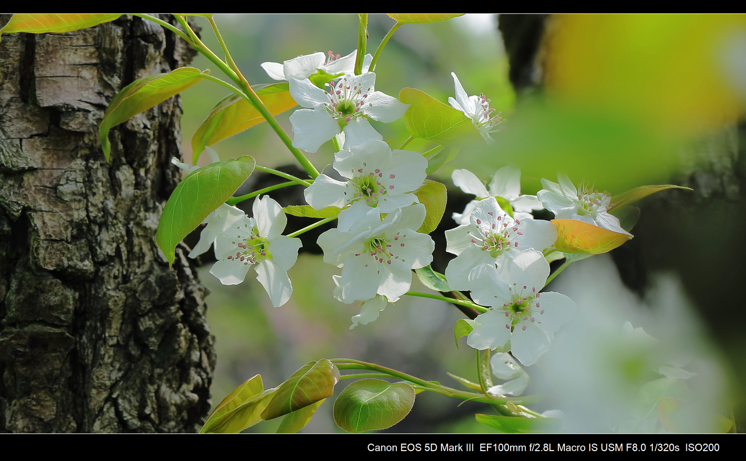 一树梨花压海棠是什么意思