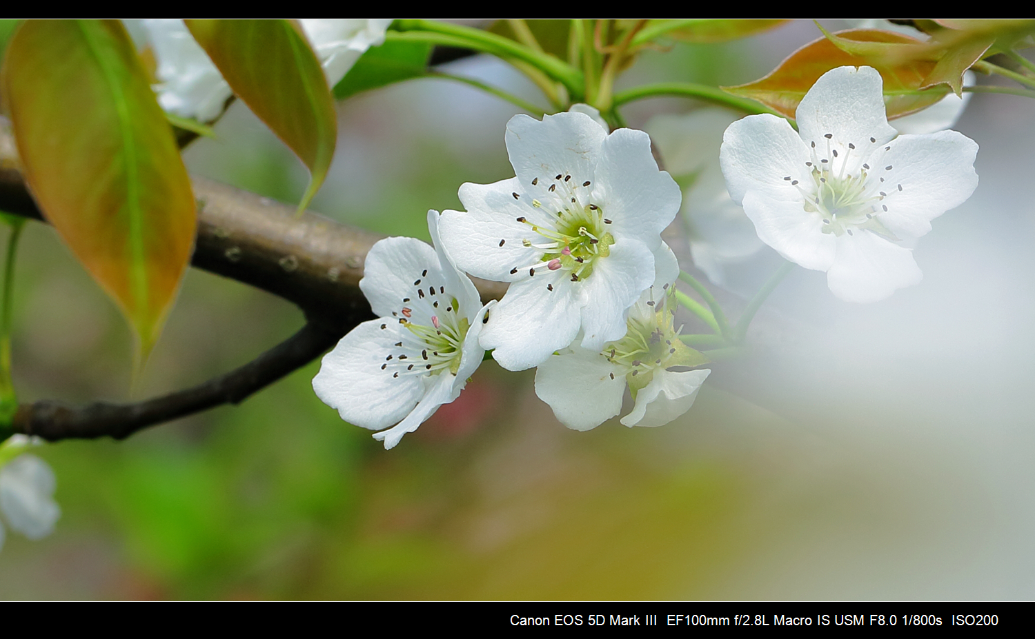 一树梨花压海棠是什么意思