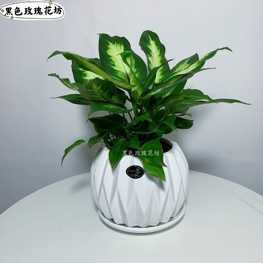 银皇后和万年青的区别是什么