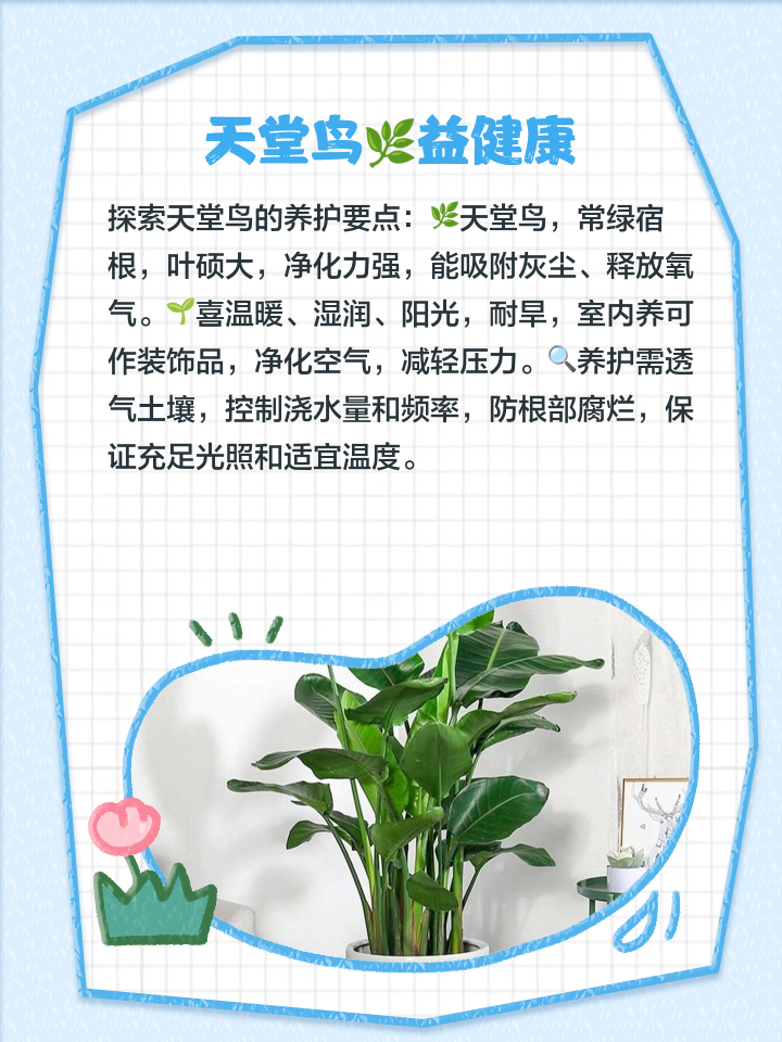 能在夜间释放氧气的植物是
