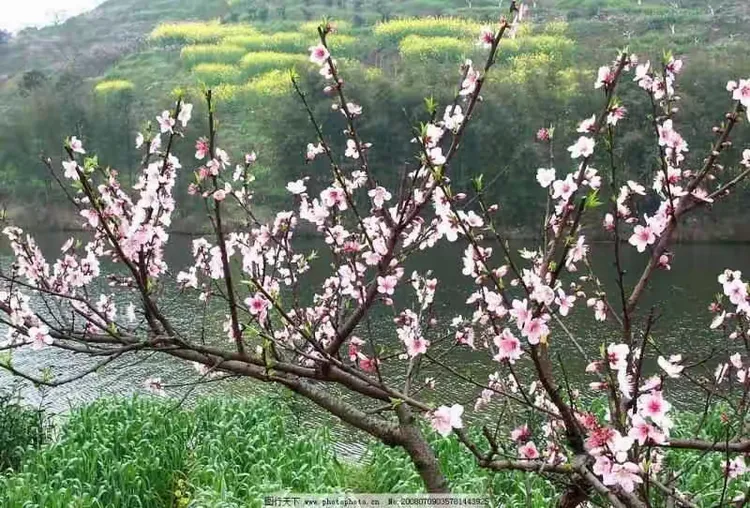 翘首如何读翘首怎么读