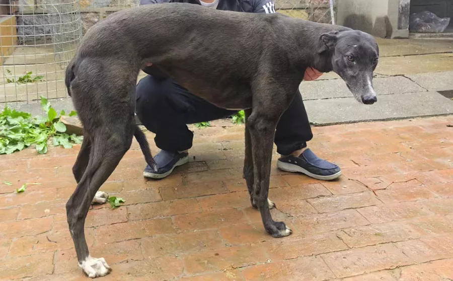 格力犬种母大白腿的血统查询