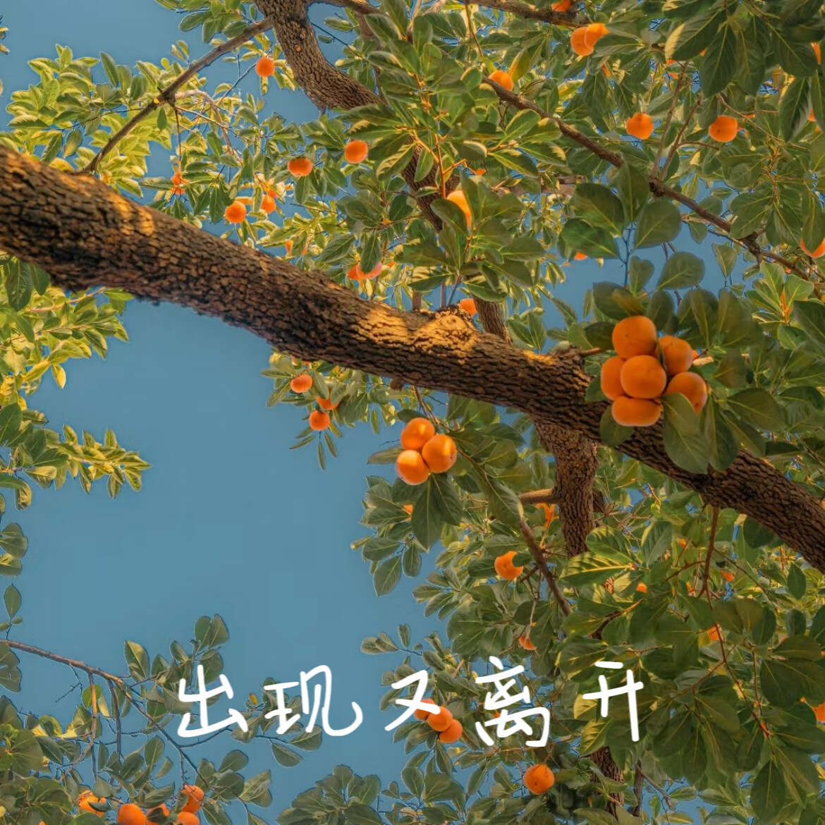 我和你本应该各自好各自坏什么歌
