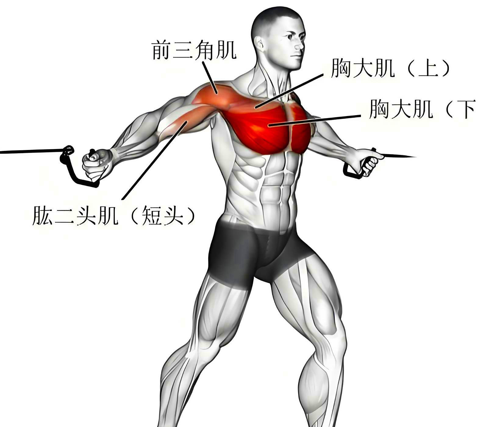 肌肉跳动是什么引起的?