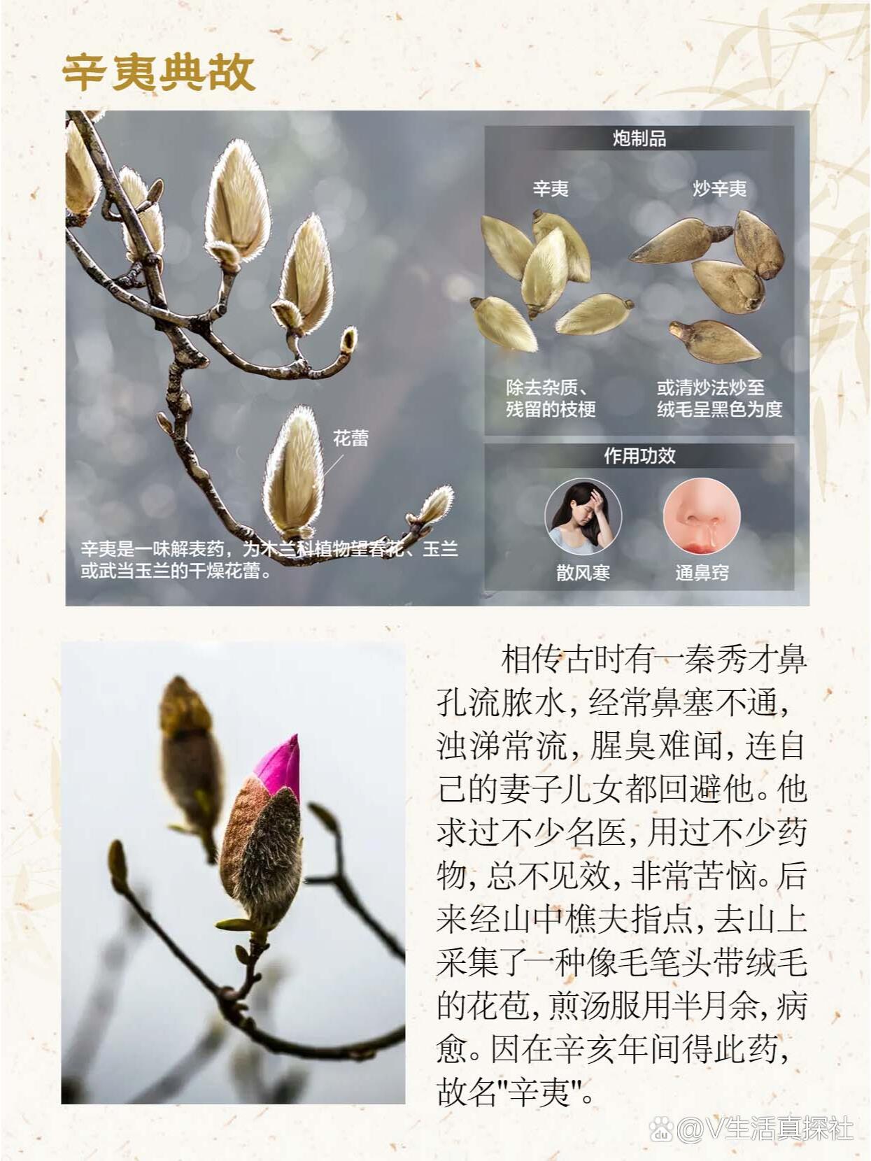 辛夷花的功效和作用及禁忌