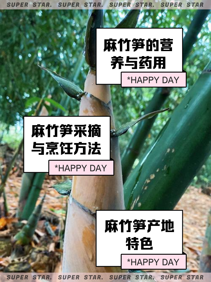 竹笋的营养价值及功效与作用