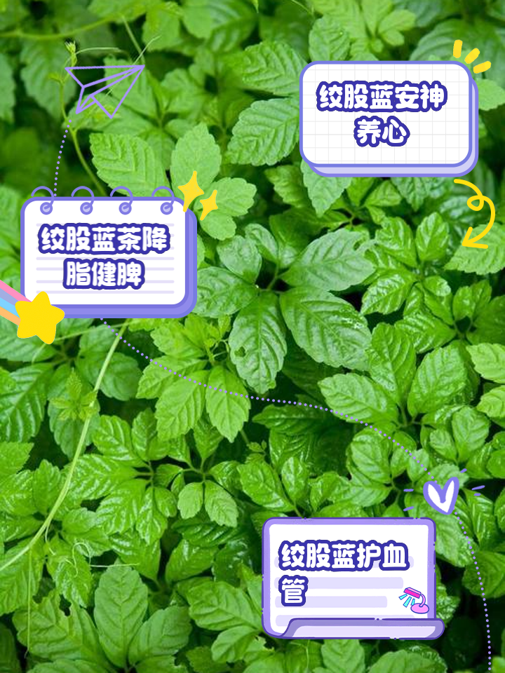 龙须绞股蓝泡水喝的功效