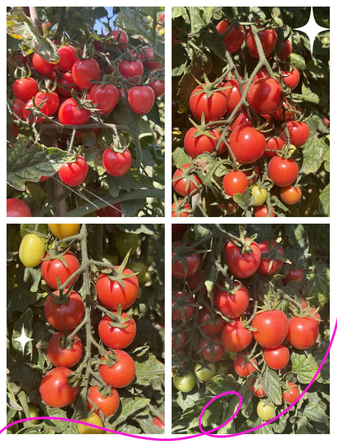 西红柿属于热性还是凉性