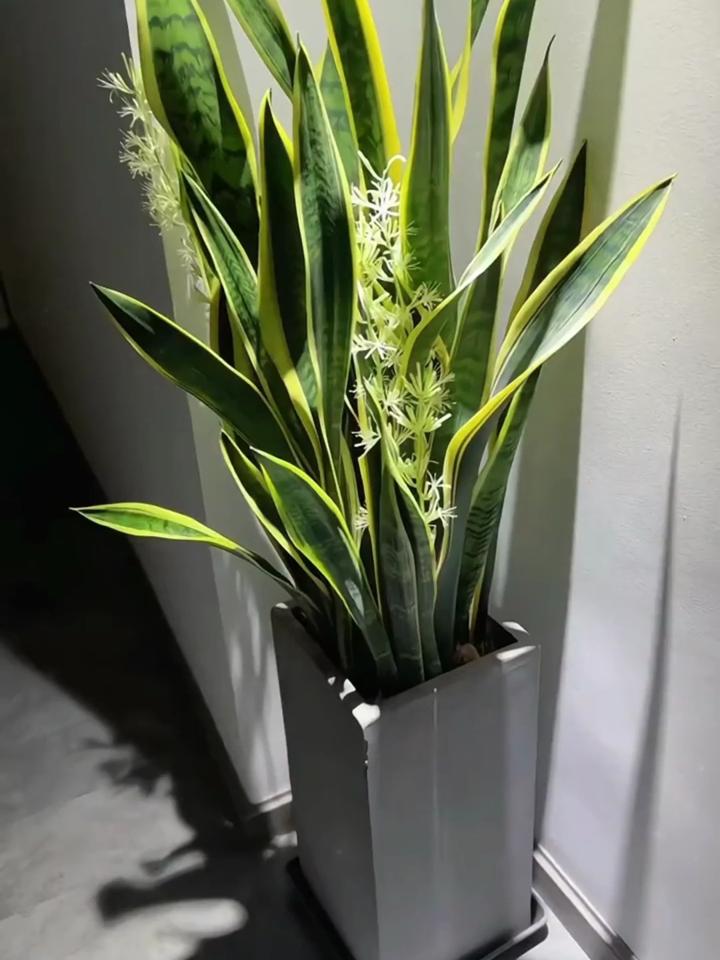 房间种植什么花对身体好