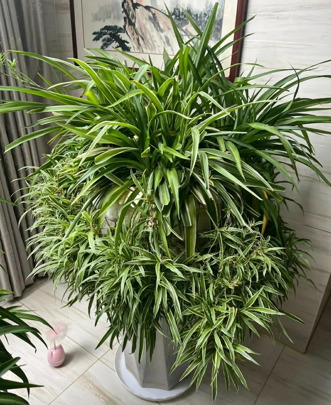 房间种植什么花对身体好