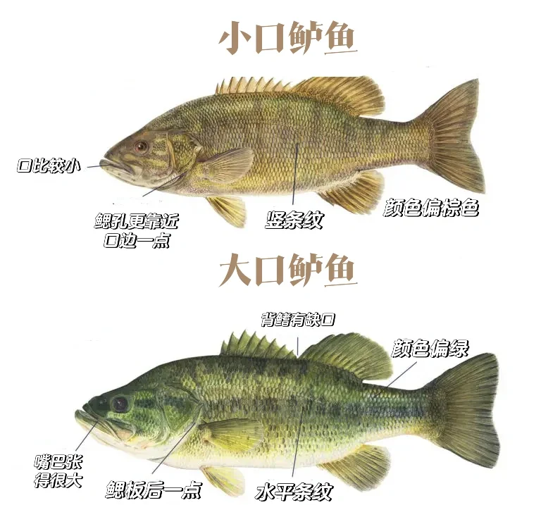 海鲈鱼和淡水鲈鱼的区别有哪些