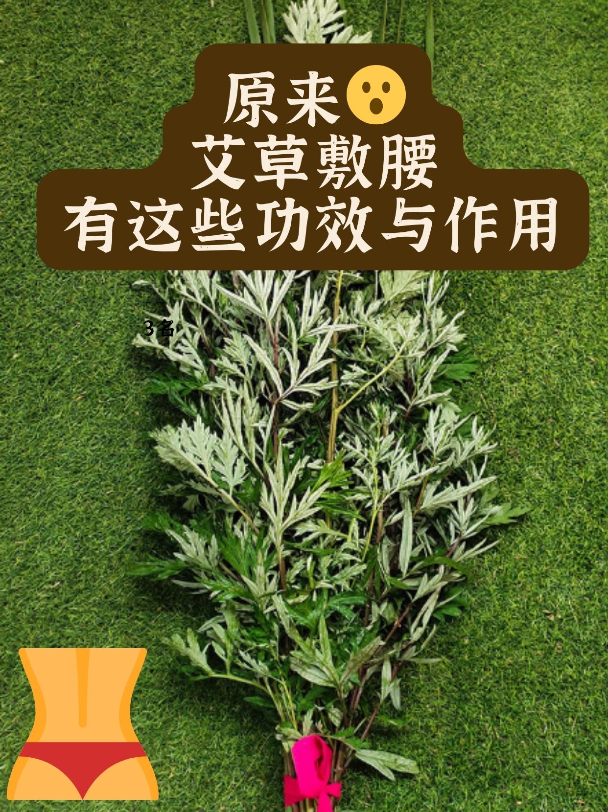 红艾草的功效与作用是什么