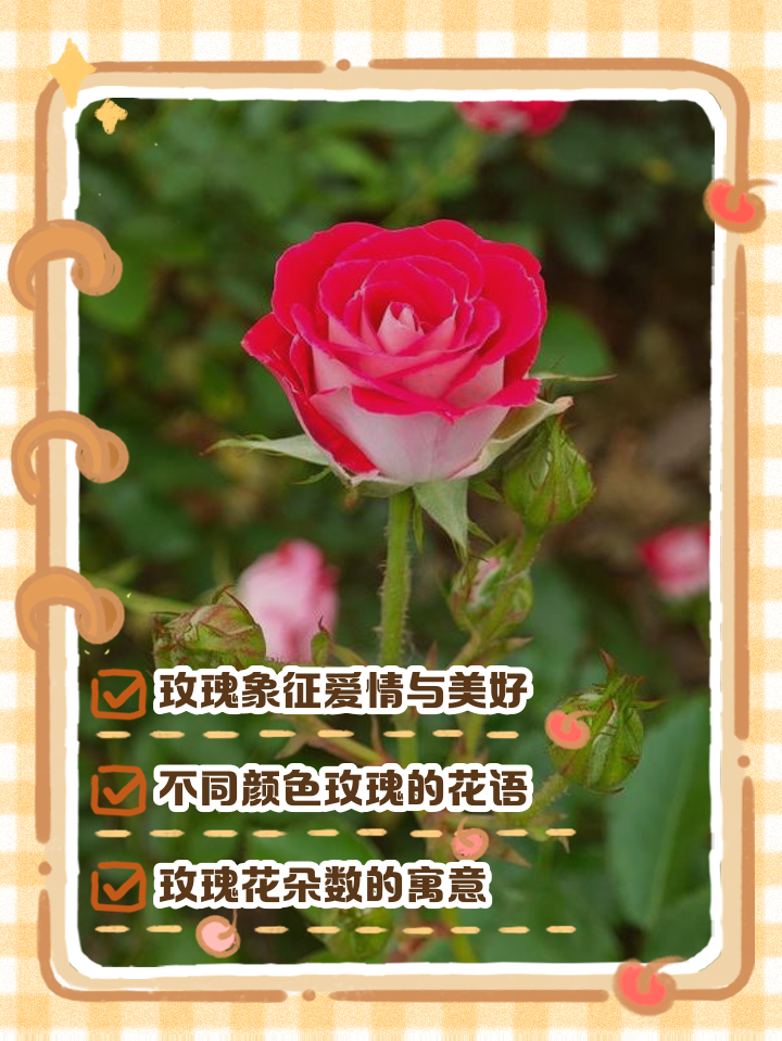 玫瑰的寓意是什么玫瑰花的寓意是什么