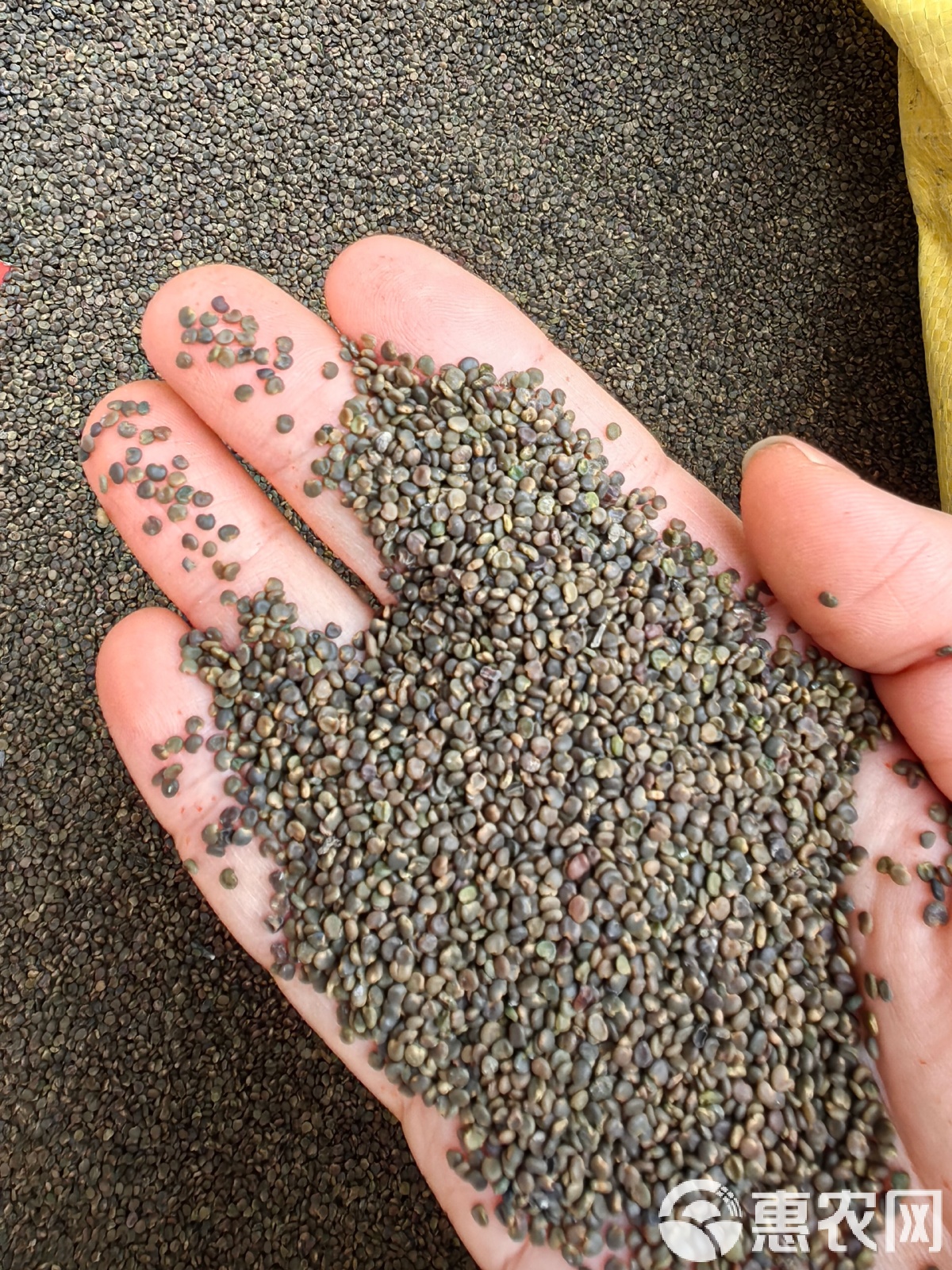 故子和沙苑子的区别是什么