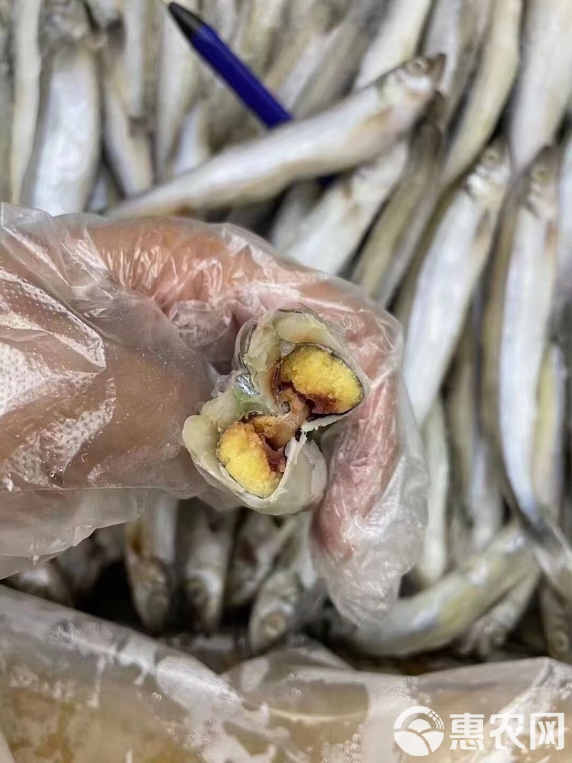 多春鱼为什么全是籽的呢