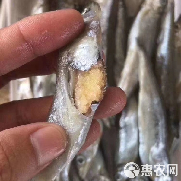 多春鱼为什么全是籽的呢